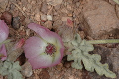 Sphaeralcea philippiana
