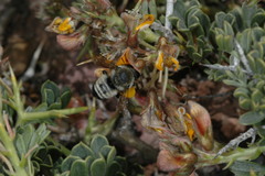 Megachile saulcyi