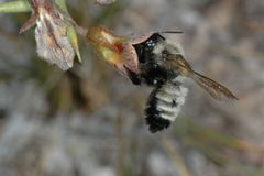 Megachile saulcyi