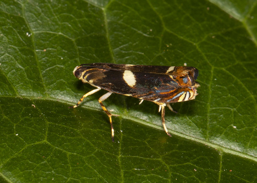 Tortricidae image
