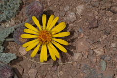 Trichocline boecheri