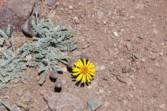 Trichocline boecheri