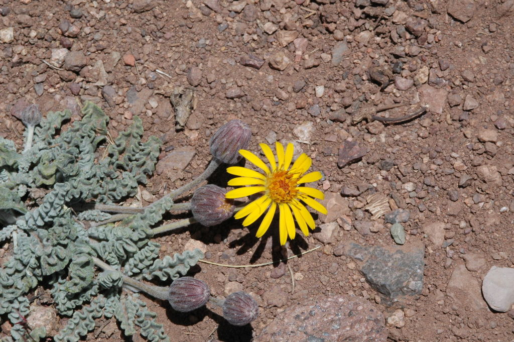 Trichocline boecheri