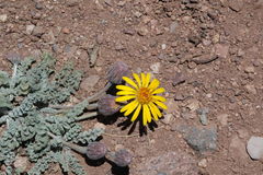 Trichocline boecheri