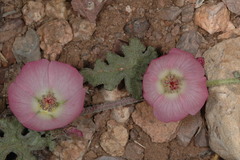 Sphaeralcea philippiana