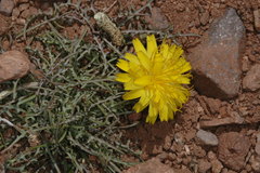 Hypochaeris laciniata