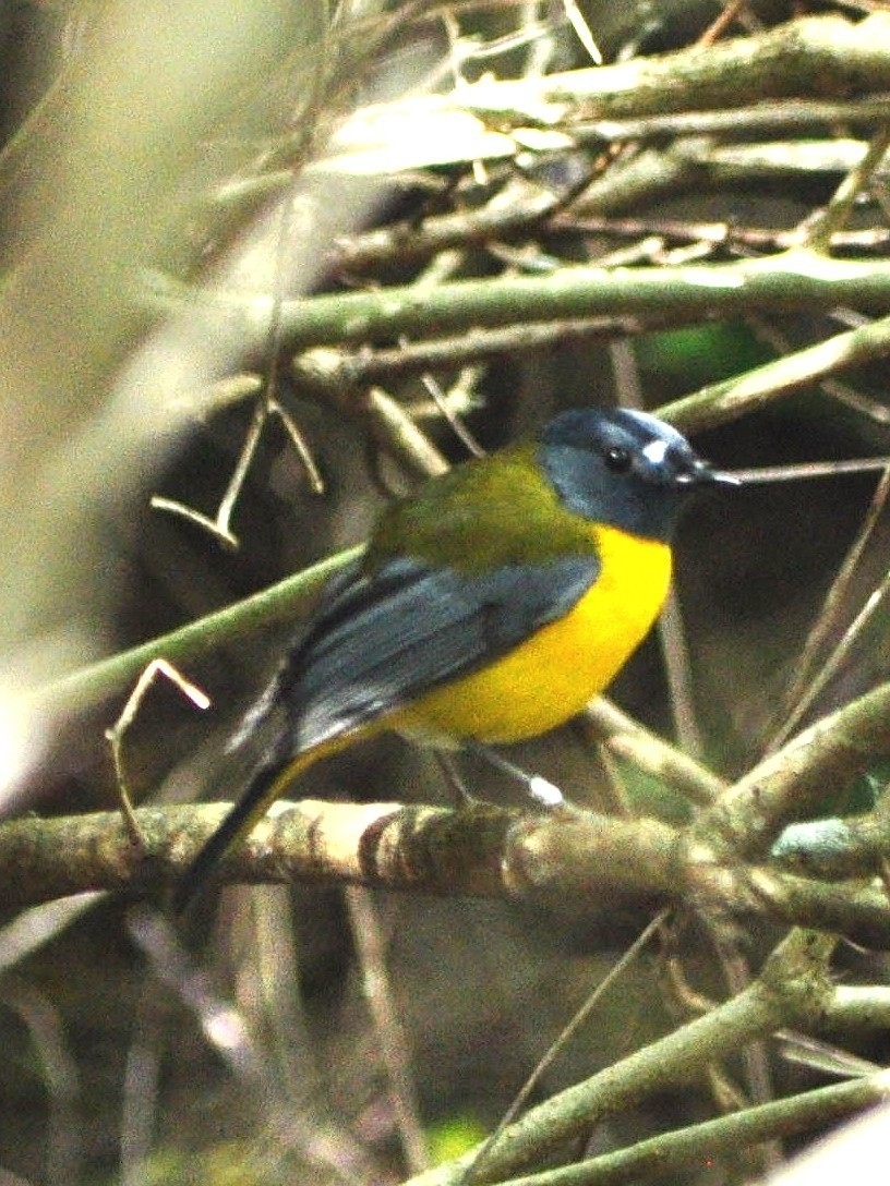 White-starred Robin (Pogonocichla stellata), photo 2