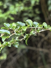 Dovyalis rhamnoides, photograph author not stated, no rights reserved