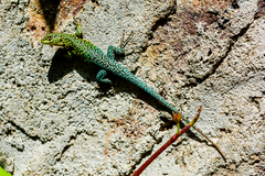 Liolaemus tenuis
