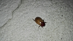 Cyclocephala melanocephala