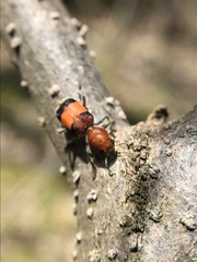 Enoclerus ichneumoneus