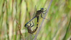 Orthetrum boumiera