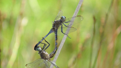Orthetrum boumiera