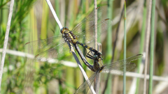 Orthetrum boumiera