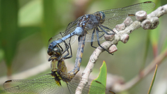 Orthetrum boumiera