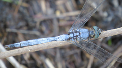 Orthetrum boumiera