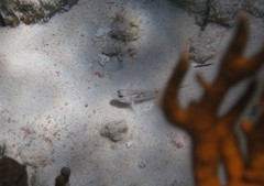 Coryphopterus glaucofraenum