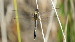 Orthetrum boumiera