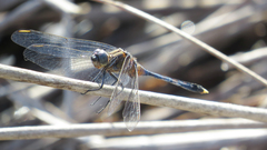 Orthetrum boumiera