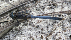 Orthetrum boumiera