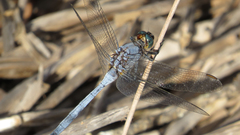 Orthetrum boumiera