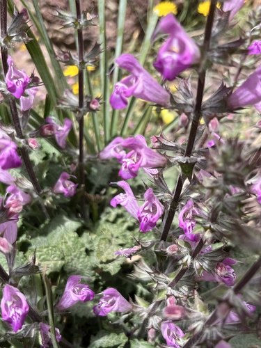 Dandelionleaf Sage