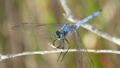 Orthetrum boumiera