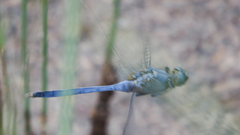 Orthetrum boumiera