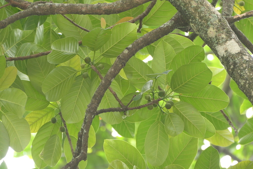 Ficus callosa, photograph 1