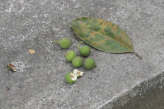 Ficus callosa, photograph (c) Dinesh Valke, some rights reserved (CC BY-SA)