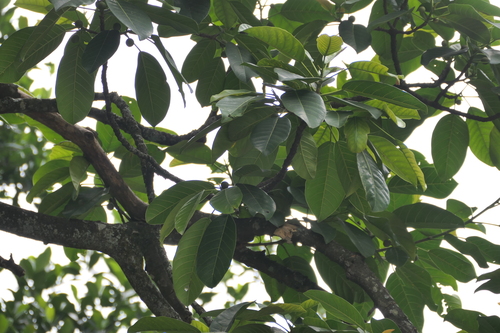 Ficus callosa