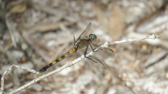 Orthetrum boumiera
