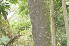 Ficus callosa, photograph (c) Dinesh Valke, some rights reserved (CC BY-SA)