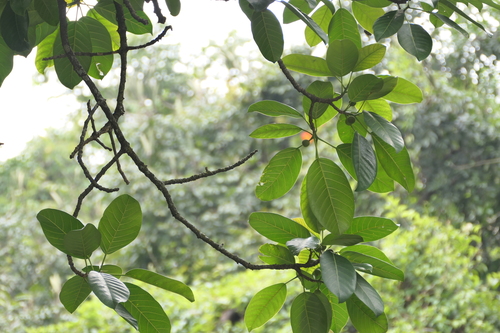 Ficus callosa, photograph 5