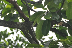 Ficus callosa, photograph (c) Dinesh Valke, some rights reserved (CC BY-SA)