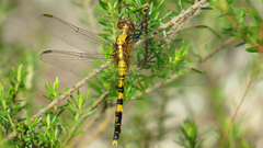 Orthetrum boumiera