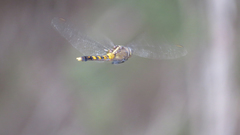 Orthetrum boumiera