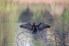 Anhinga anhinga