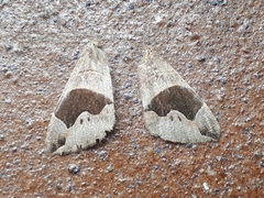 Bastilla solomonensis