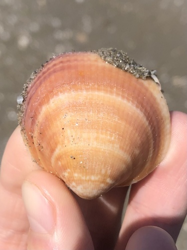 Glycymeris nummaria