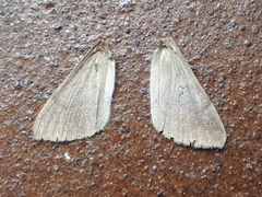 Bastilla solomonensis