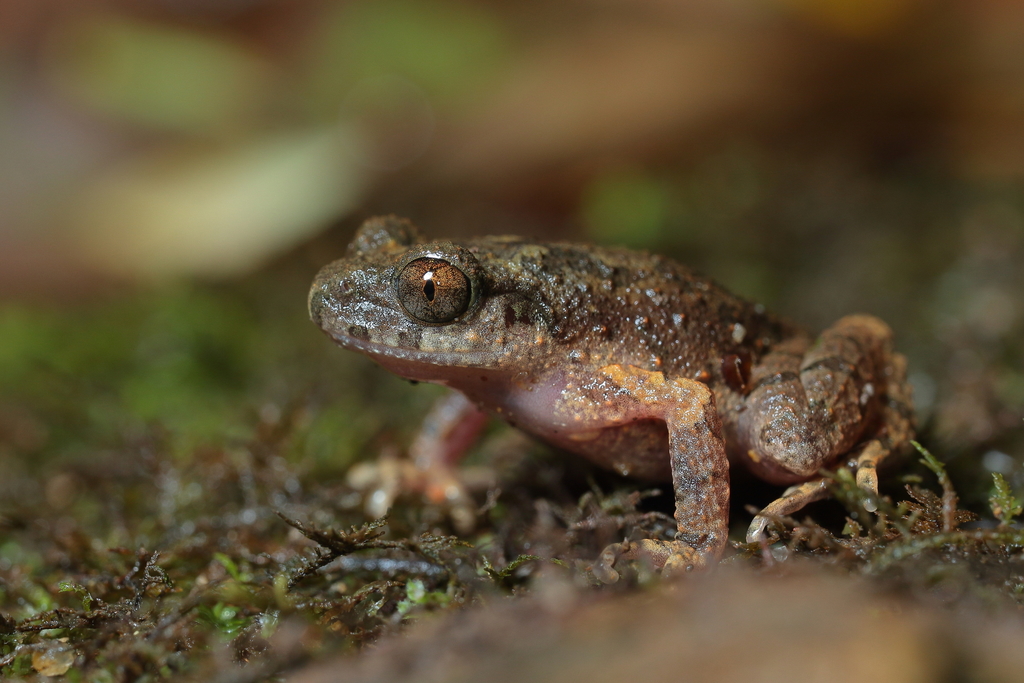 Lau's Leaf Litter Toad (Leptobrachella laui)