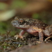 Lau's Leaf Litter Toad - Photo (c) Tommy Hui, some rights reserved (CC BY-NC), uploaded by Tommy Hui