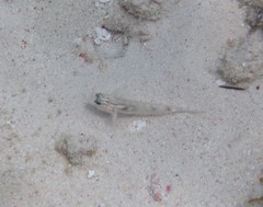 Coryphopterus glaucofraenum