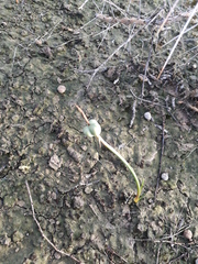 Zephyranthes longifolia