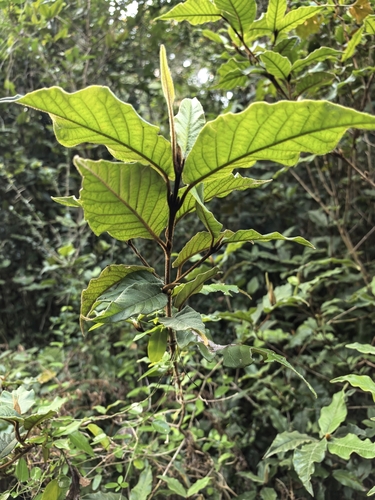 Trichocladus crinitus, photograph 4