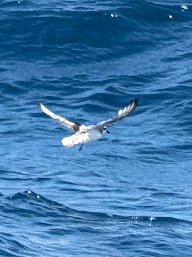 Cook's Petrel (Pterodroma cookii), photo 6