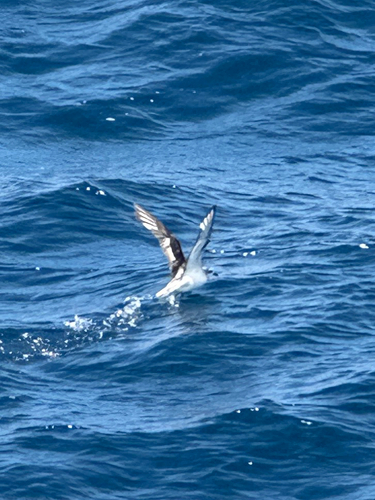 Cook's Petrel (Pterodroma cookii), photo 5