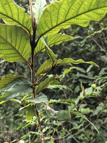 Trichocladus crinitus, photograph 5