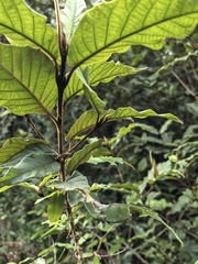 Trichocladus crinitus, photograph author not stated, no rights reserved